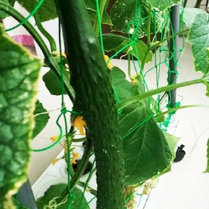 Small Hydroponic Growing System with Bato Bucket Drip Irrigation Dutch Bucket - Product Image 5