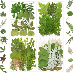 Fleurs séchées pressées pour la résine, <span class=keywords><strong>feuilles</strong></span> <span class=keywords><strong>de</strong></span> fleurs naturelles, <span class=keywords><strong>feuilles</strong></span> florales séchées en vrac pour l'artisanat DIY - Product Image 5