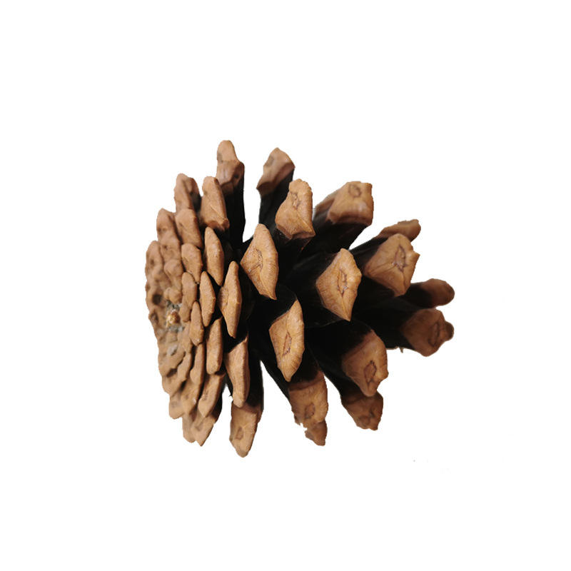 Boule de pin de 6 cm