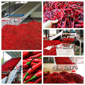 Supplier Industrial dryer equipment Chili Processing Line Chili washing machine Chili processing machine Mesh belt dryer machine - Product Image 3