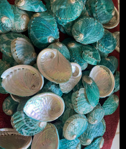 GGN-Concha de Abalón Triturada de Color Natural para Decoración del Hogar, Concha de Tritón, Corona de Reina del Océano, Abalón Crudo, Concha de Mar, - Product Image 6