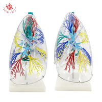 Modèle de poumons gonflables éducatifs avec tube pulmonaire, modèle de segment pulmonaire transparent agrandi, sciences médicales