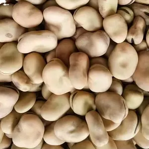 Natuurlijke Groei Tuinbonen Fava Bean Faba Bonen