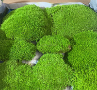 Vente en gros de mousse artificielle naturelle stabilisée et préservée pour la décoration intérieure