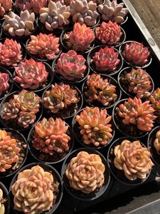 Adorable Set de Muestras de Suculentas LCL de Cabeza Única y Raíz Antigua, 50 Piezas de 6cm, Crassulaceae - Product Image 4