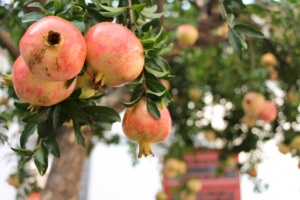 Polvo de jugo de Granada secado en aerosol natural para confitería de jugo Cany Milk Tea Bebida de fruta instantánea BRC/ISO/KOSHER/HALAL - Product Image 6