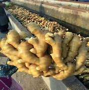 高品質の新鮮な乾燥した若い生姜食品 中国生姜卸売価格 生姜根 - Product Image 1