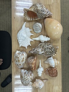 Coquillages assortis authentiques pour décoration de mariage et fournitures d'art marin à vendre - Product Image 6