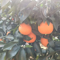 Jeruk Mandarin Segar 10kg Warna Kuning Jeruk Umur Simpan 1 Tahun Dari Jiangxi Cina