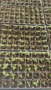 Plateau de semis en plastique PS à 72, 105 ou 200 cellules pour légumes de pépinière et semis, avec couvercles - Product Image 6