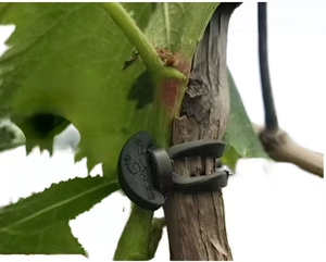 Cây ăn quả chi nhánh ràng buộc thiết bị cho nho và kiwi nhà kính sử dụng cao su & nhựa đàn hồi Vine Clips ban nhạc quan hệ - Product Image 5