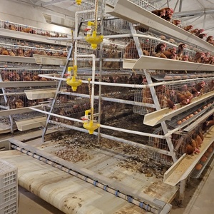 Conception de poulailler à cages superposées pour 25 000 poulets, ferme avicole avec équipement de cages à batterie entièrement automatique - Product Image 4