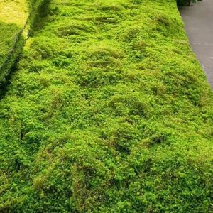 Tapis de mousse en plastique pour gazon artificiel vert, plantes réalistes vernies aux UV, mur de jardin, sol de paysage - Product Image 3
