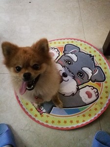 Alfombrilla para cama de dibujos animados de <span class=keywords><strong>perro</strong></span>, almohadas encantadoras para dormir de <span class=keywords><strong>cachorro</strong></span> para perros pequeños y grandes, novedad - Product Image 3