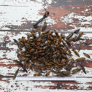 Sıcak satış ince işlenmiş 4-6cm pelet dondurularak kurutulmuş balık gıda solucanlar için cilt ve ceket sağlık - Product Image 6