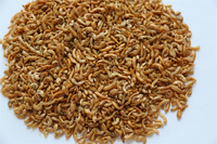 Nourriture pour poissons tortueaux et crevettes 100% naturelle séchée au soleil, écologique, riche en protéines, alimentation premium pour animaux de compagnie, santé de la peau et du pelage