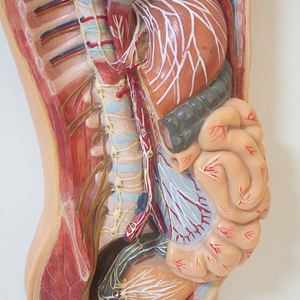 Mô hình thần kinh giao cảm tự trị của con người hỗ trợ giảng dạy giải phẫu thần kinh giao cảm cho khoa học y tế - Product Image 6