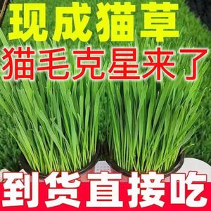 Plantas de hierba para gatos en maceta, listas para comer, ya cultivadas, cultivadas en suelo de trigo, suelo nutritivo, hidroponía, 4 macetas - Product Image 4