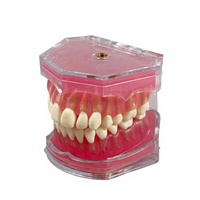 Modelo Profesional para Práctica de Extracción Dental con 28 Dientes Removibles |   Tipodonto de Estudio Anatómico para Entrenamiento de Estudiantes de Medicina