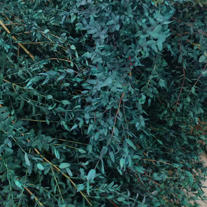 Commercio all'ingrosso di eucalipto essiccato belle foglie di piante conservate <span class=keywords><strong>rose</strong></span> naturali a basso costo di consegna per matrimoni feste natale - Product Image 5