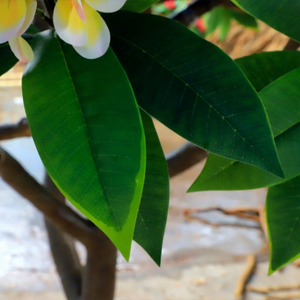 <span class=keywords><strong>ต้น</strong></span>ลีลาวดีเทียมสำหรับงานแต่งงานในร่มและกลางแจ้งโรงแรมและของตกแต่งบ้าน - Product Image 4