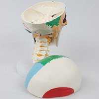 Modelo de Enseñanza Cervical Avanzado DARHMMY, 7 Vértebras con Cráneo Separado en Medio Color y Visualización de Origen/Inserción Muscular en Medio Color