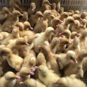 Hatcheries Machine Industrial <b>Incubator</b> <b>Incubator</b> for Sale From Vietnam Manufacturer Cheapest Price - Product Image 6
