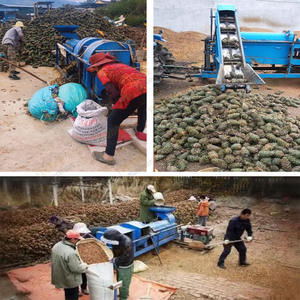 להציל אגוז אורן לבן מכונת ריש מכונת פיצוח אורן קוריאני פיצוח פיצוח מכונת פינקone מחיר - Product Image 5