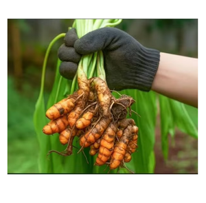 Raíces de Cúrcuma Naturales, Especia Aromática para la Elaboración de Alimentos, Uso Culinario, Comercio al por Mayor y Exportación - Product Image 4
