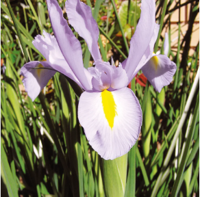 Cina Town Iris hollandica Carmen Allium roseum perché amiamo la collezione di bulbi da <span class=keywords><strong>giardino</strong></span> <span class=keywords><strong>giardino</strong></span> kit di fiori da <span class=keywords><strong>giardino</strong></span> - Product Image 3