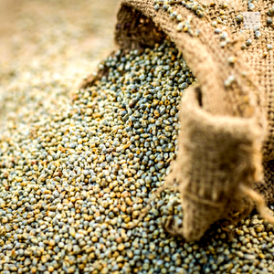 Grain de Bajra indien comestible - Product Image 4