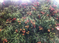 Diepvries IQF gepelde lychee, pitloos, wit vlees, bulk diepvries lychee vruchten, BRC HACCP gecertificeerd, diepvries lychees voor sap en smoothies