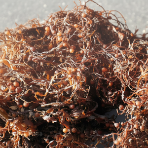 Sargasses séchées crues pour l'alimentation des animaux-fournisseur de plantes marines - Product Image 1