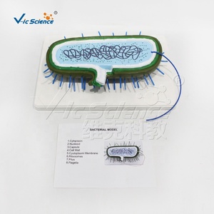 Education <strong>Science</strong> <strong>Model</strong> Bacterial <strong>Model</strong> Cross-section of Bacteria Typical Structure of Flagella - Product Image 3