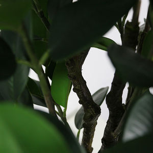 <span class=keywords><strong>ต้นไม้</strong></span>เทียมสีเขียวพลาสติกสัมผัสธรรมชาติออกแบบอย่าง<span class=keywords><strong>สวย</strong></span>งาม - Product Image 6