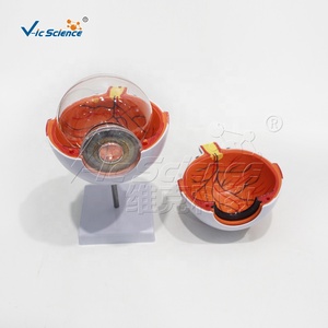 Modelo de anatomía <span class=keywords><strong>del</strong></span> <span class=keywords><strong>ojo</strong></span> humano ampliado 6 veces con partes extraíbles para la educación médica - Product Image 5