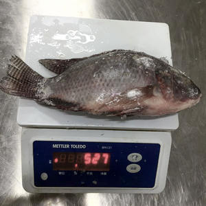 Poisson Tilapia Congelé, Poisson Tilapia Noir, Poisson Tilapia Vivant à Vendre, Fruits <span class=keywords><strong>de</strong></span> Mer Tilapia Congelés - Product Image 3