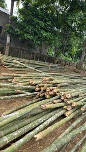 Matériaux de construction durables, poteaux en bambou naturel pour la construction et la décoration, cannes en bambou de grande taille - Product Image 5