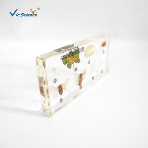 Historia de vida del gusano de la seda, instrumentos científicos para la enseñanza de biología - Product Image 5