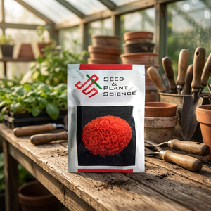SEED PLANT SCIENCE บันนี่ ออเรนจ์ มาริโกลด์ ดอกไม้แห้ง 1000 เมล็ด - Product Image 2
