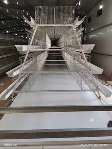 Cages à poules pondeuses <span class=keywords><strong>Cage</strong></span> de capacité 160 oiseaux Kenya couche cages à poulets <span class=keywords><strong>d</strong></span>'<span class=keywords><strong>occasion</strong></span> pour 2000 oiseaux Petites fermes - Product Image 2