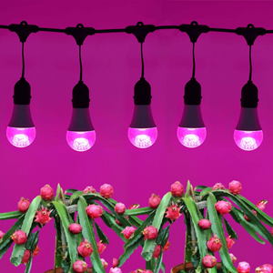 Luz LED <span class=keywords><strong>de</strong></span> crecimiento para plantas <span class=keywords><strong>de</strong></span> 14W, espectro completo, 3000K, ángulo <span class=keywords><strong>de</strong></span> haz <span class=keywords><strong>de</strong></span> 120°, para invernadero <span class=keywords><strong>de</strong></span> <span class=keywords><strong>Pitahaya</strong></span>, Fruta del Dragón y cultivo <span class=keywords><strong>de</strong></span> vegetales fuera <span class=keywords><strong>de</strong></span> temporada - Product Image 6