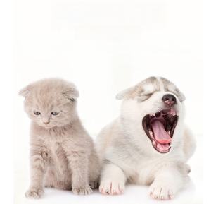 Mangkuk hewan peliharaan baja tahan karat kualitas tinggi mangkuk kucing tempat makan hewan peliharaan baja tahan karat - Product Image 3