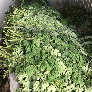 Feuilles de Moringa Oleifera séchées en vrac du Vietnam, directement de l'usine, adaptées aux sachets de thé, à l'emballage en feuilles détachées et à l'étiquetage de marque OEM - Product Image 1