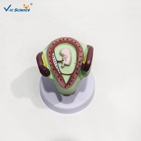Modelo de Crecimiento Fetal Multietapa con Útero y Placenta, Ayuda de Entrenamiento Médico en Embriología para Escuelas de Obstetricia, CE/ISO/ROHS/CNAS