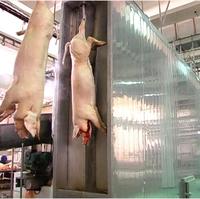 Équipement complet d'abattage de porcs de qualité industrielle pour des opérations d'abattoir efficaces