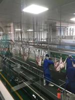 Équipement complet de décapage d'abattoirs multi-halal pour les moutons, les chèvres, les agneaux et les abattoirs.