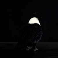 Peluche réaliste de corbeau à col, jouet en peluche doux pour enfants et amoureux des oiseaux