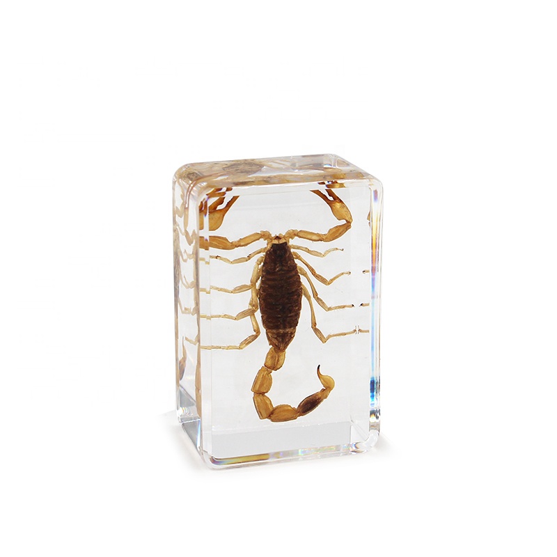 Натуральный желтый скорпион, жук, смола, образец насекомых, таксидермия, Обучающий набор, оборудование