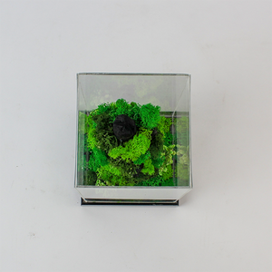 Terrarium vertical avec mousse et fleurs préservées, 5,5 x 5,5 x 9 pouces, couvercle en acrylique, décoration écologique - Product Image 5